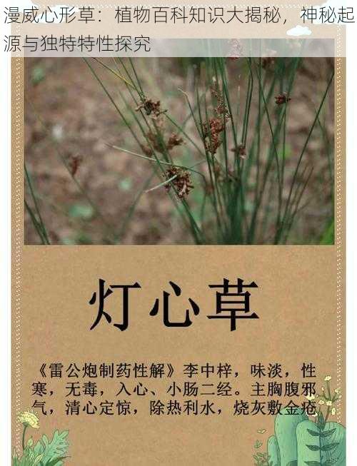 漫威心形草:植物百科知识大揭秘,神秘起源与独特特性探究