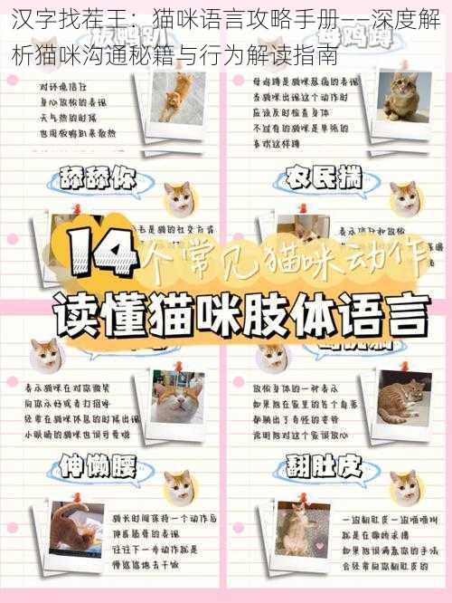 汉字找茬王:猫咪语言攻略手册——深度解析猫咪沟通秘籍与行为解读指南